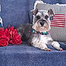 american_flag, animal, blue_couch, companion, couch, cute, decor, dog, floral_bandana, furry, indoor, painted_nails, pet, pillow, portrait, red_flowers, relaxed, resting, schnauzer, striped_pillow