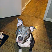 City joined the competition — help win amazing prizes! dog, pit_bull, pet, animal, indoor, wooden_floor, ears, collar, looking_up, flooring, hallway, dog_bowls, brown, white, curious, domestic_animal, house, companion, canine, portrait