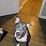 dog, pit_bull, pet, animal, indoor, wooden_floor, ears, collar, looking_up, flooring, hallway, dog_bowls, brown, white, curious, domestic_animal, house, companion, canine, portrait