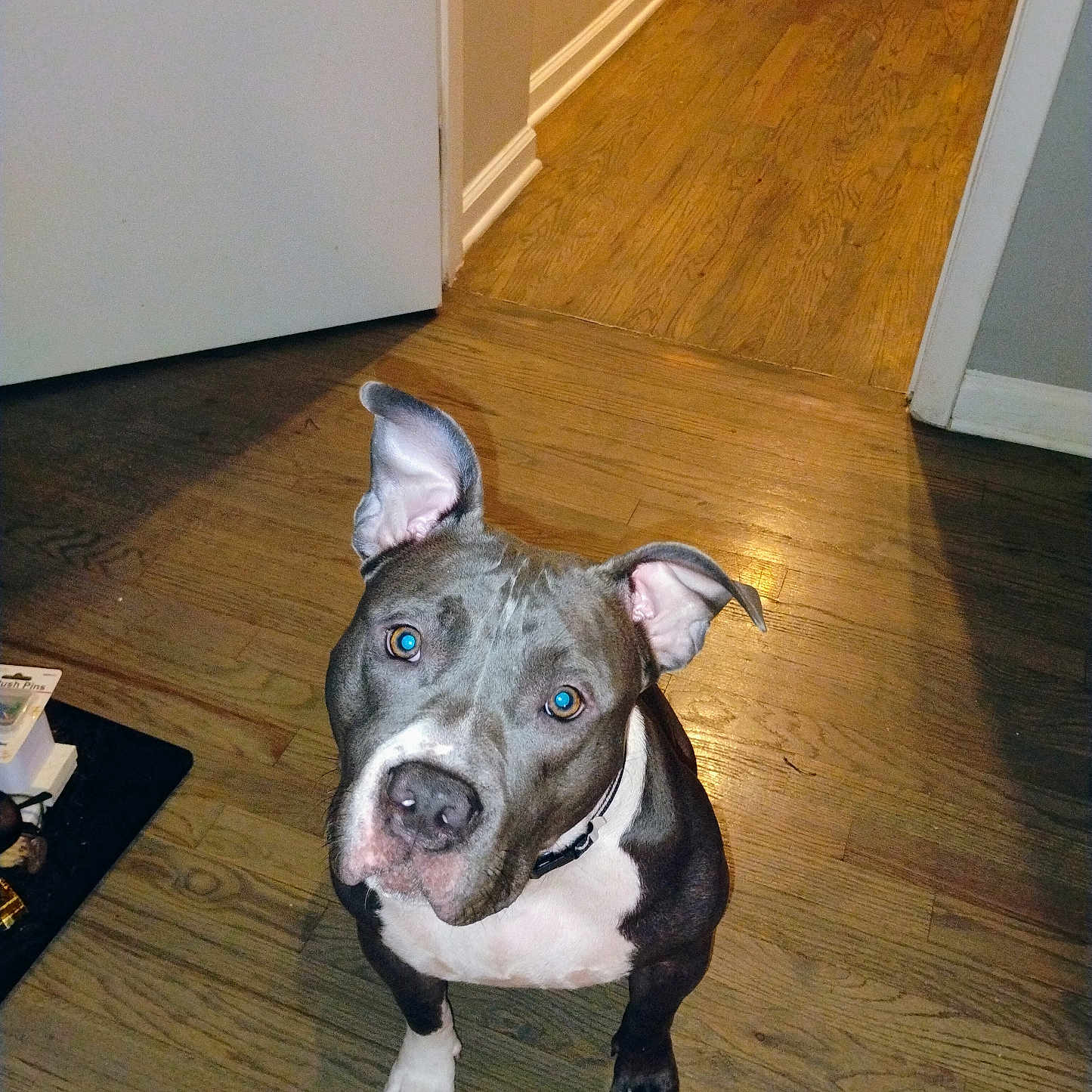 City joined the competition — help win amazing prizes! animal, brown, canine, collar, companion, curious, dog, dog_bowls, domestic_animal, ears, flooring, hallway, house, indoor, looking_up, pet, pit_bull, portrait, white, wooden_floor