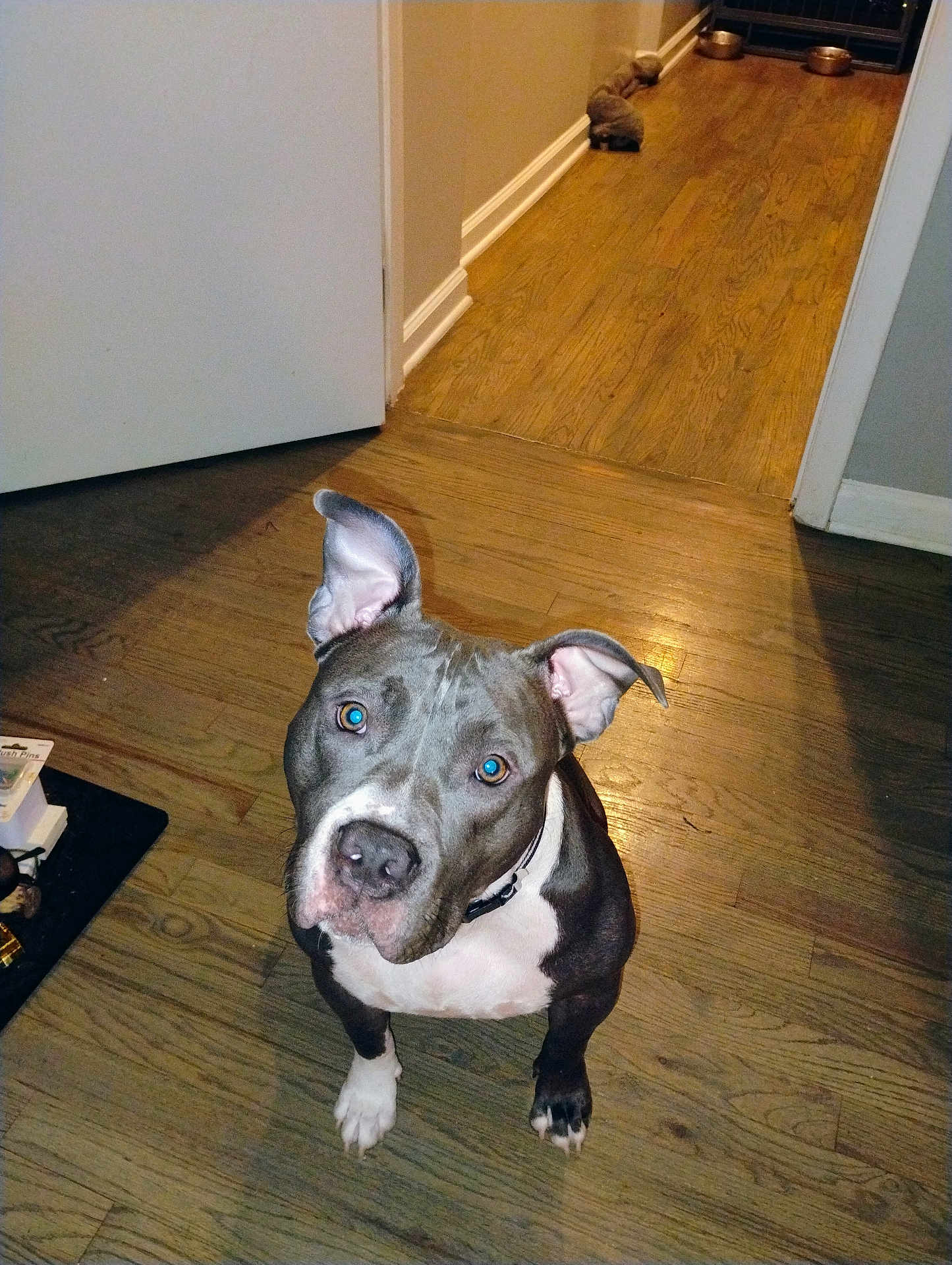 City joined the competition — help win amazing prizes! dog, pit_bull, pet, animal, indoor, wooden_floor, ears, collar, looking_up, flooring, hallway, dog_bowls, brown, white, curious, domestic_animal, house, companion, canine, portrait