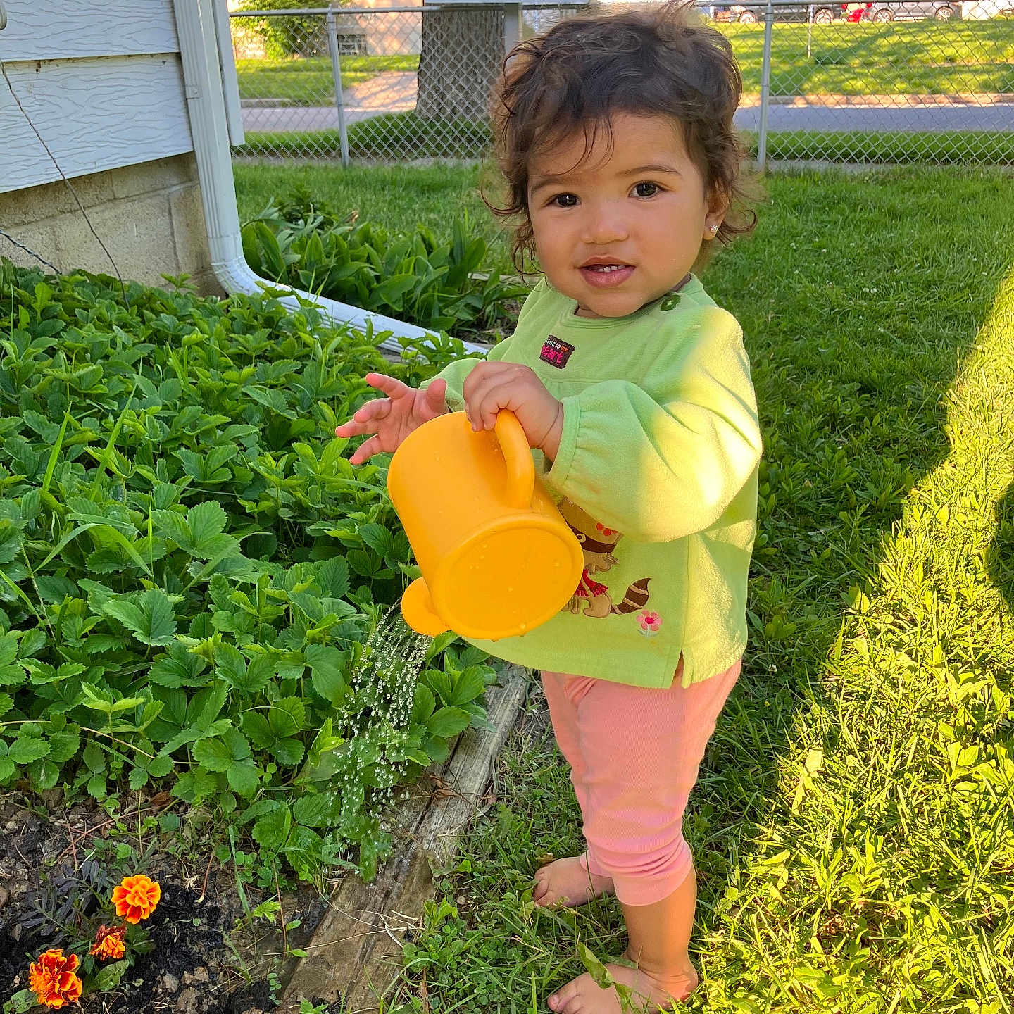 Nova joined the competition — help win amazing prizes! barefoot, child, curly_hair, daylight, flowers, garden, grass, green_shirt, greenery, home, nature, outdoor, pink_pants, plants, playful, smiling, sunlight, toddler, watering_can, yard