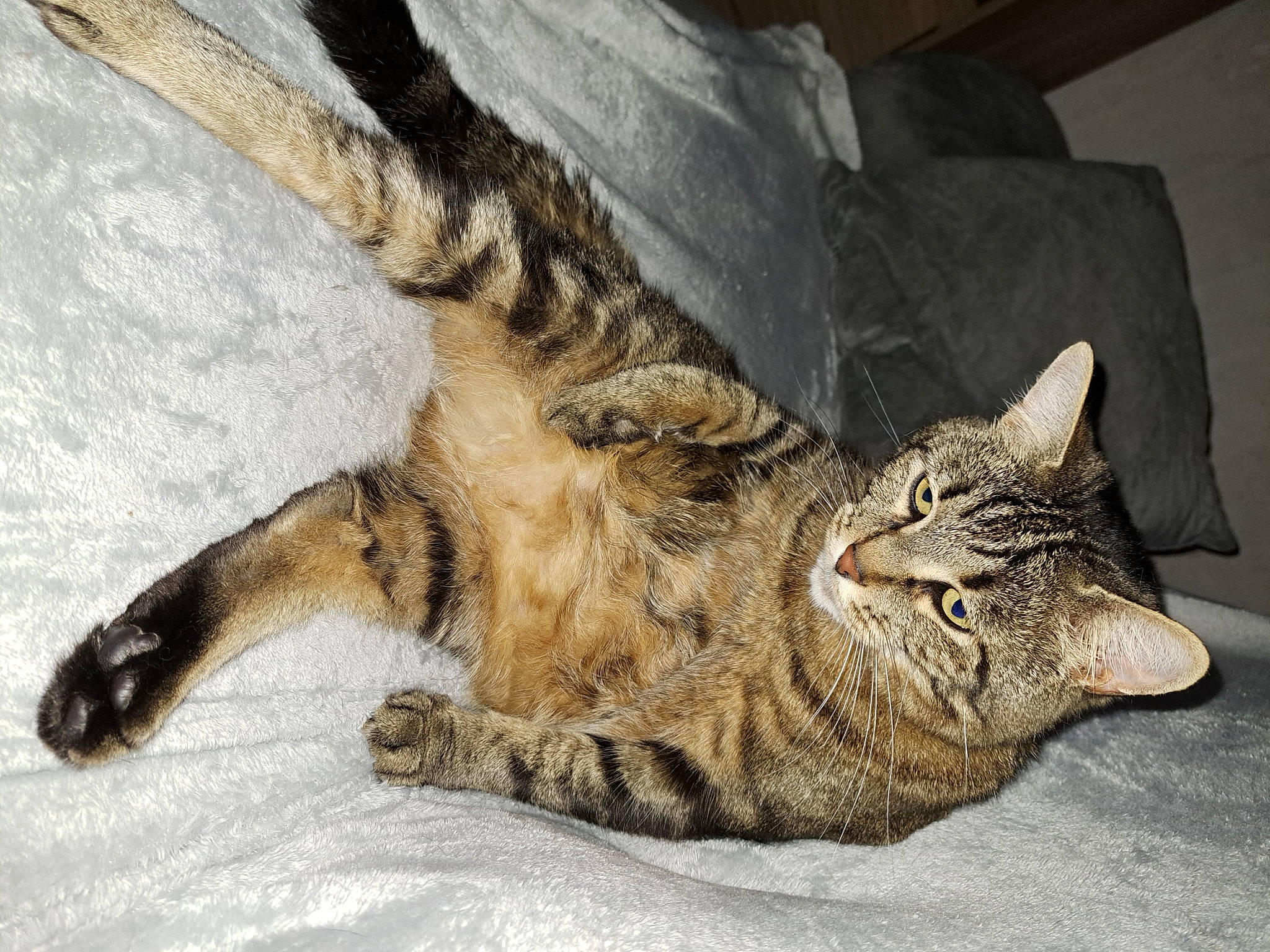 Naya participe au concours pour gagner de l'argent avec cette photo : carnivore, cat, claw, comfort, domestic_short_haired_cat, eye, felidae, foot, fur, human_leg, nap, paw, sleep, small_to_medium_sized_cats, snout, tail, terrestrial_animal, whiskers