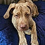 Frank is registered to the contest to win money with this photo: dog, puppy, brown, lying_down, cushion, blue, close_up, pet, animal, indoor, fur, ears, paws, looking_at_camera, cute, canine, snout, resting, expression, soft_texture
