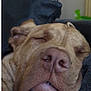Frank joined the competition — help win amazing prizes! dog, sleeping, close_up, face, resting, indoor, cushion, nose, brown_fur, pet, cozy, relaxed, canine, snout, ears, domestic_animal, animal, fur, portrait, calm