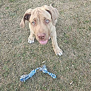Frank joined the competition — help win amazing prizes! puppy, dog, grass, toy, rope_toy, outdoor, pet, playful, animal, canine, young_dog, looking_up, ears, brown_dog, blue_eyes, cute, friendly, nature, summer, happy