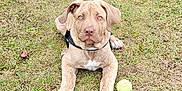 Frank joined the competition — help win amazing prizes! dog, puppy, grass, tennis_ball, outdoor, pet, animal, canine, playful, brown, collar, young, cute, nature, field, fur, ears, paws, looking, resting