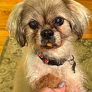 Colby is registered to the contest to win money with this photo: dog, paw, hand, indoor, carpet, collar, fur, cute, pet, animal, brown, white, closeup, treat, expression, nail_polish, companion, friendship, domestic, small_dog