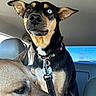 dog, dogs, puppy, black_and_tan, brown_dog, heterochromia, blue_eye, car, vehicle, car_interior, seat, collar, leash, pet_tag, sitting, portrait, close_up, indoors, road_trip, funny
