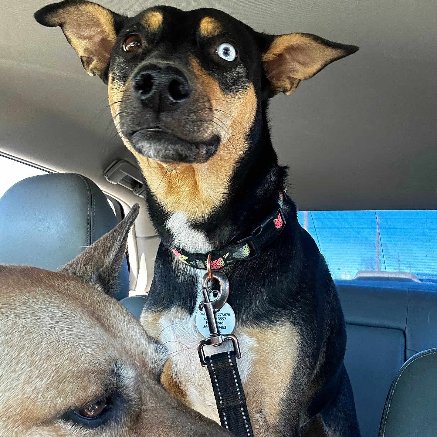 Sierra is registered to the contest to win money with this photo: dog, dogs, puppy, black_and_tan, brown_dog, heterochromia, blue_eye, car, vehicle, car_interior, seat, collar, leash, pet_tag, sitting, portrait, close_up, indoors, road_trip, funny