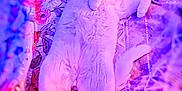 Mr Arlo is registered to the contest to win money with this photo: animal, bed, blanket, cat, cozy, cute, domestic_cat, floral_pattern, fluffy, fur, indoors, napping, pet, pillow, pink_lighting, purple_lighting, relaxed, resting, sleeping, white_cat