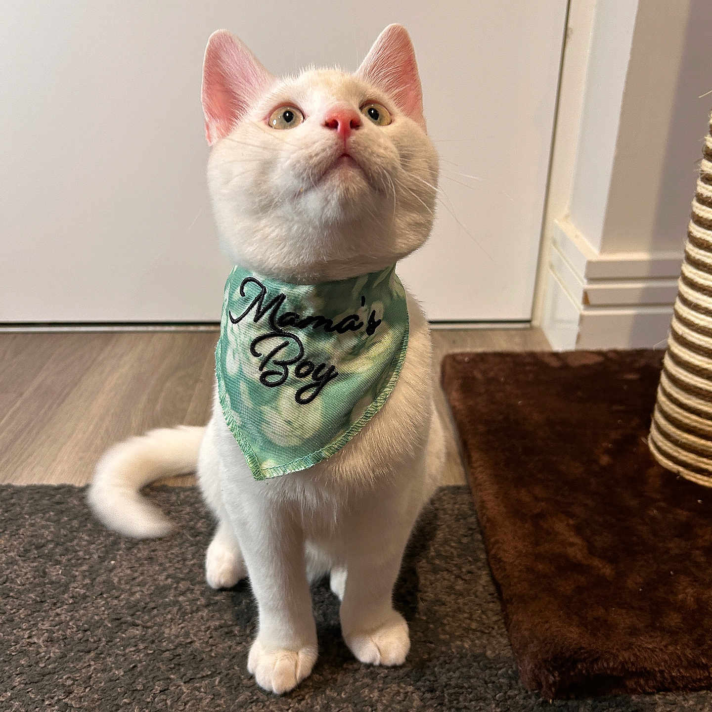 Mr Arlo is registered to the contest to win money with this photo: animal, bandana, carpet, cat, curious, cute, domestic_cat, feline, floor, house_pet, indoor, kitten, looking_up, mammal, pet, pink_nose, scratching_post, sitting, white_cat, young_cat