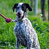 Naya a rejoint le concours — aidez-le/la à gagner de superbes lots ! dog, canine, speckled_fur, black_and_white, sitting, outdoors, forest, woodland, greenery, nature, collar, leash, tongue, open_mouth, floppy_ears, animal_portrait, pet, portrait, blurred_background, daylight