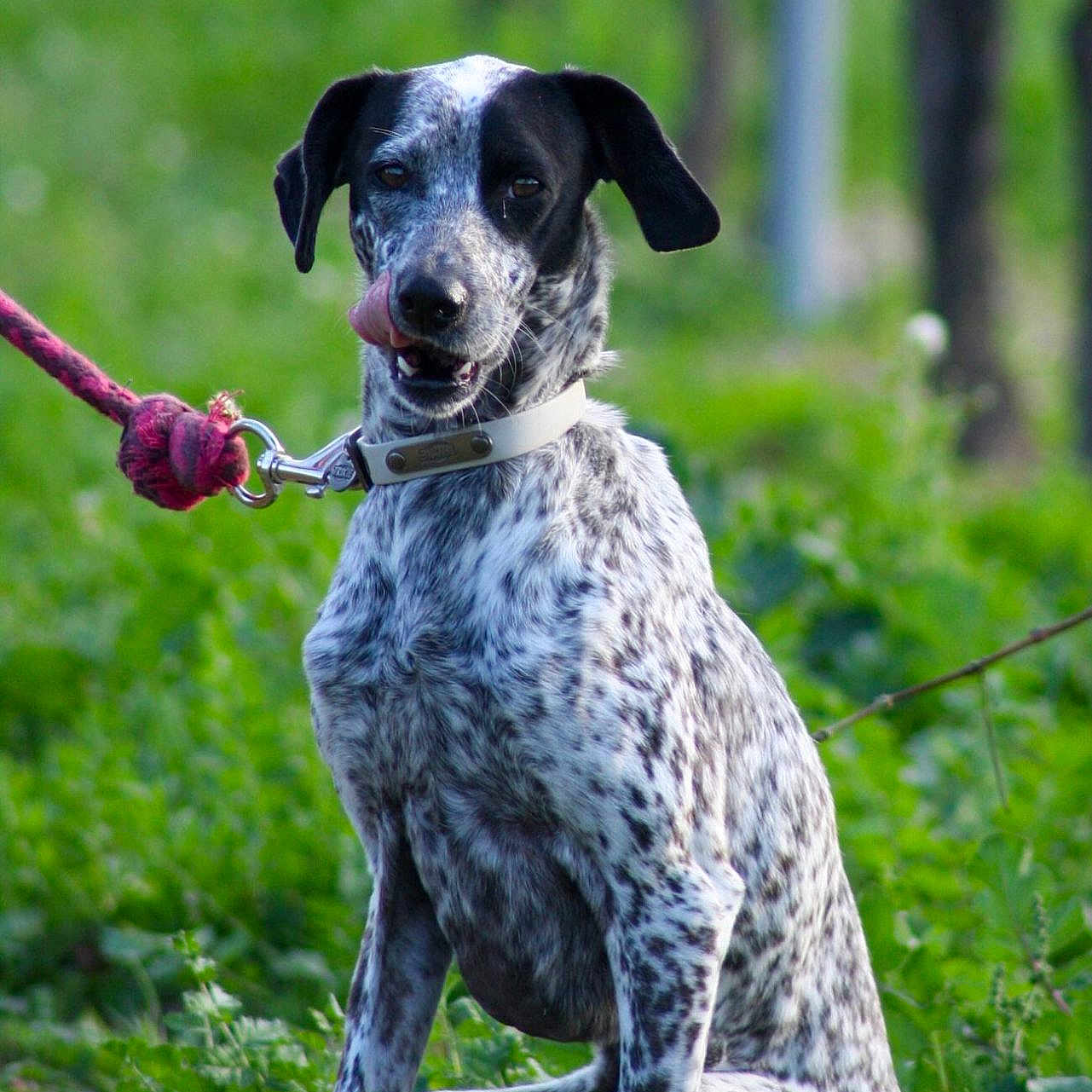 Naya a rejoint le concours — aidez-le/la à gagner de superbes lots ! dog, canine, speckled_fur, black_and_white, sitting, outdoors, forest, woodland, greenery, nature, collar, leash, tongue, open_mouth, floppy_ears, animal_portrait, pet, portrait, blurred_background, daylight