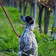 Naya participe au concours pour gagner de l'argent avec cette photo : dog, canine, speckled_coat, standing, hind_legs, outdoors, woodland, forest, grass, foliage, trees, nature, leash, collar, red_leash, animal_portrait, profile, alert, playful, daylight
