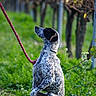 dog, canine, speckled_coat, standing, hind_legs, outdoors, woodland, forest, grass, foliage, trees, nature, leash, collar, red_leash, animal_portrait, profile, alert, playful, daylight