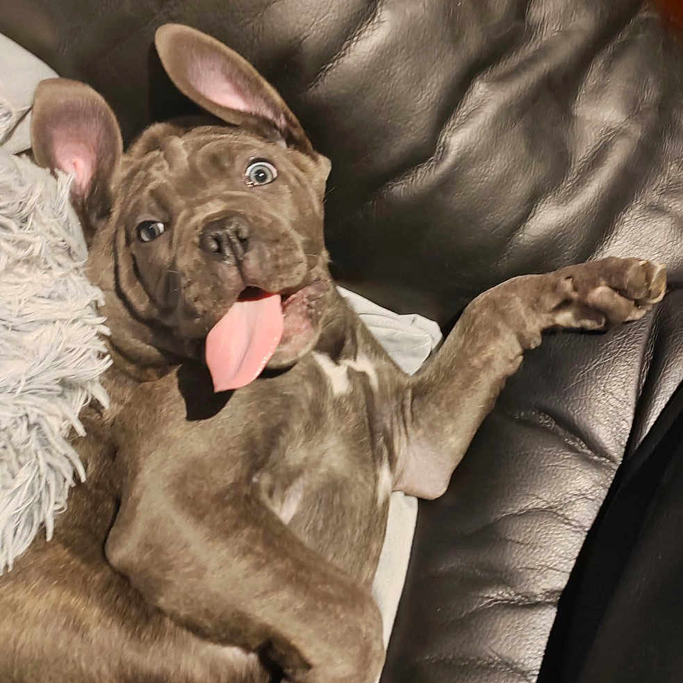 Amy a rejoint le concours — aidez-le/la à gagner de superbes lots ! animal, bodypart, boxer, bulldog, canine, chair, couch, dog, frenchbulldog, furniture, hound, mouth, person, pet, pitbull, puppy, rat, rodent, snout, tongue