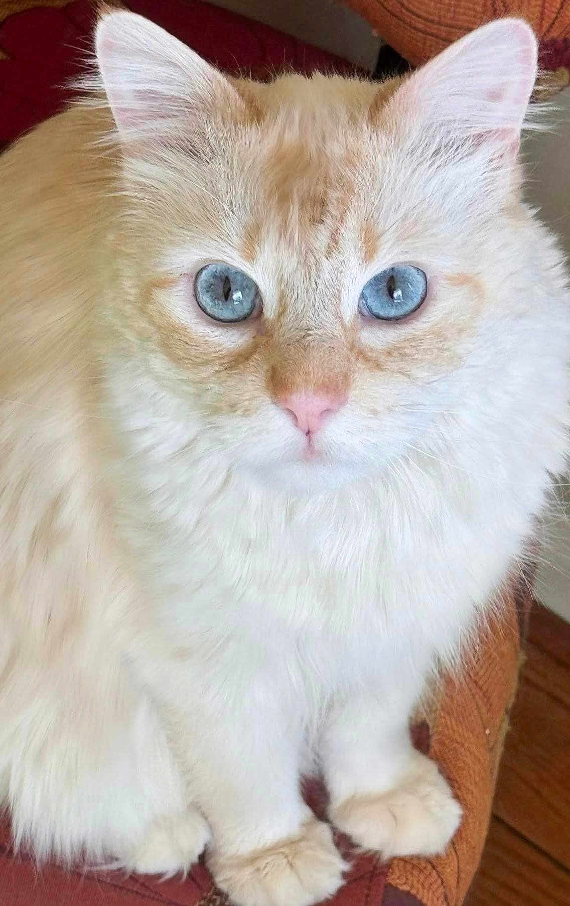 Max joined the competition — help win amazing prizes! cat, blue_eyes, fluffy, cream_colored, pet, animal, feline, close_up, indoor, sitting, cute, fur, whiskers, pink_nose, chair, cozy, domestic, portrait, soft, calm