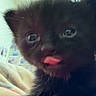Chicken is registered to the contest to win money with this photo: animal, background_wall, black_kitten, blurry, cat, close_up, colorful, cute, domestic_animal, feline, fur, furry, indoor, pet, playful, small, soft_light, tongue_out, whiskers, young_cat