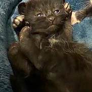 Chicken is registered to the contest to win money with this photo: adorable, animal, black_cat, blanket, closeup, cozy, cute, feline, fur, indoor, kitten, paw, pet, relaxed, resting, sleepy, small, soft, whiskers, young