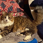 Pistol Pete joined the competition — help win amazing prizes! american_flag, animal, cat, cozy, cute, fluffy, fur, home, indoor, mammal, pattern, pet, pillow, relaxed, resting, soft_surface, tabby, tail, whiskers, white_paws