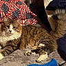 american_flag, animal, cat, cozy, cute, fluffy, fur, home, indoor, mammal, pattern, pet, pillow, relaxed, resting, soft_surface, tabby, tail, whiskers, white_paws