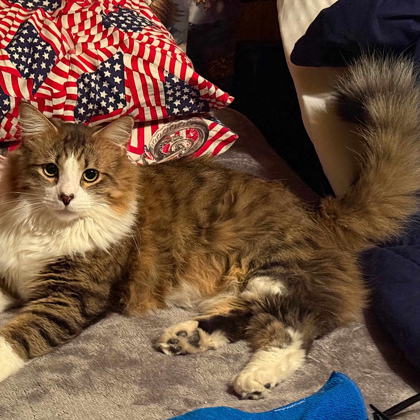 Pistol Pete joined the competition — help win amazing prizes! american_flag, animal, cat, cozy, cute, fluffy, fur, home, indoor, mammal, pattern, pet, pillow, relaxed, resting, soft_surface, tabby, tail, whiskers, white_paws