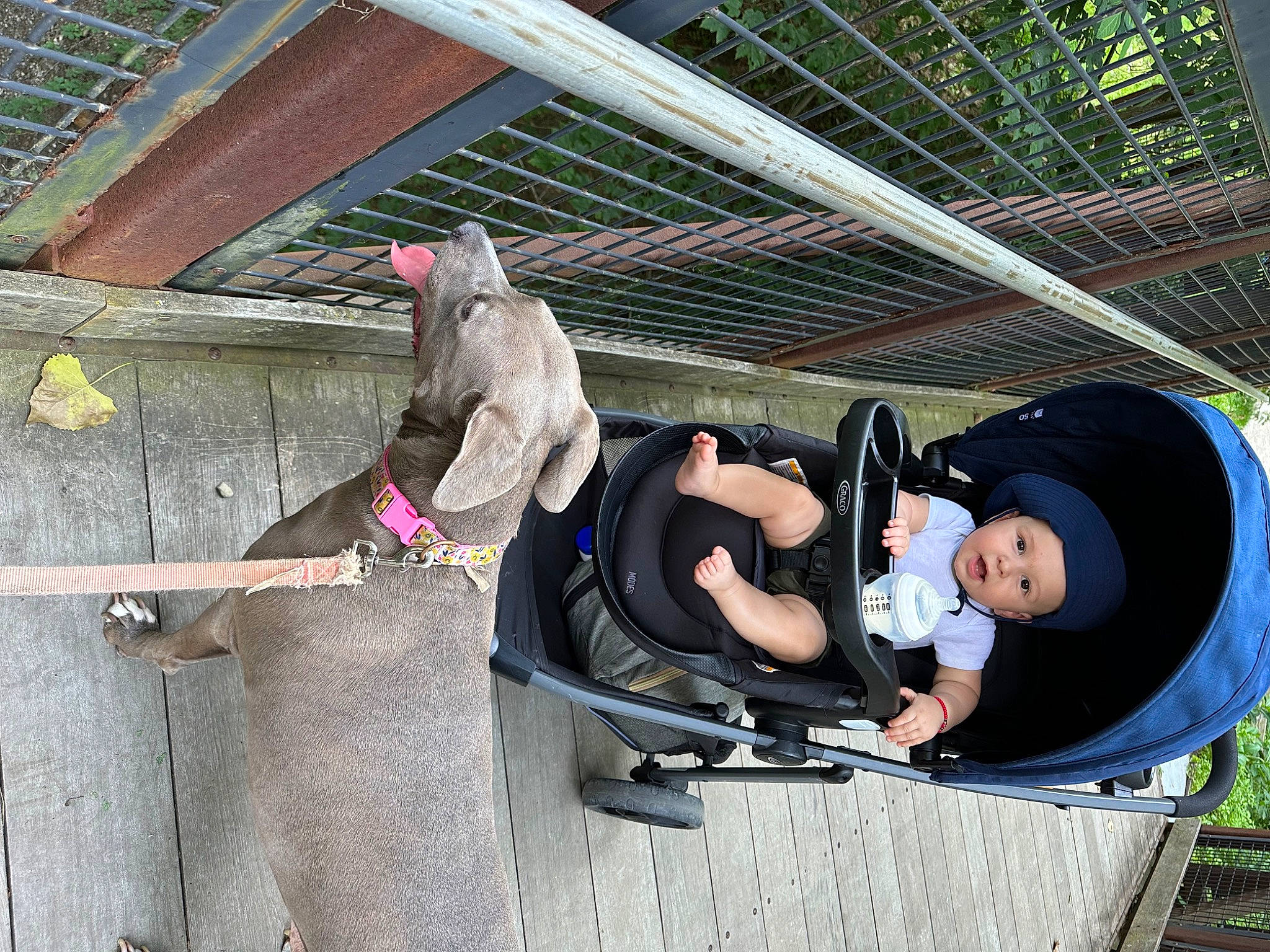 Rylan is registered to the contest to win money with this photo: costume, fun, hat, headwear, lap, leisure, luggage_and_bags, person, recreation, smile, sun_hat, toddler, tree, vacation