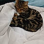 cat, tabby, sleeping, blanket, cozy, pet, fur, whiskers, indoor, resting, cute, animal, domestic, relaxing, bed, feline, striped, soft, comfortable, nap