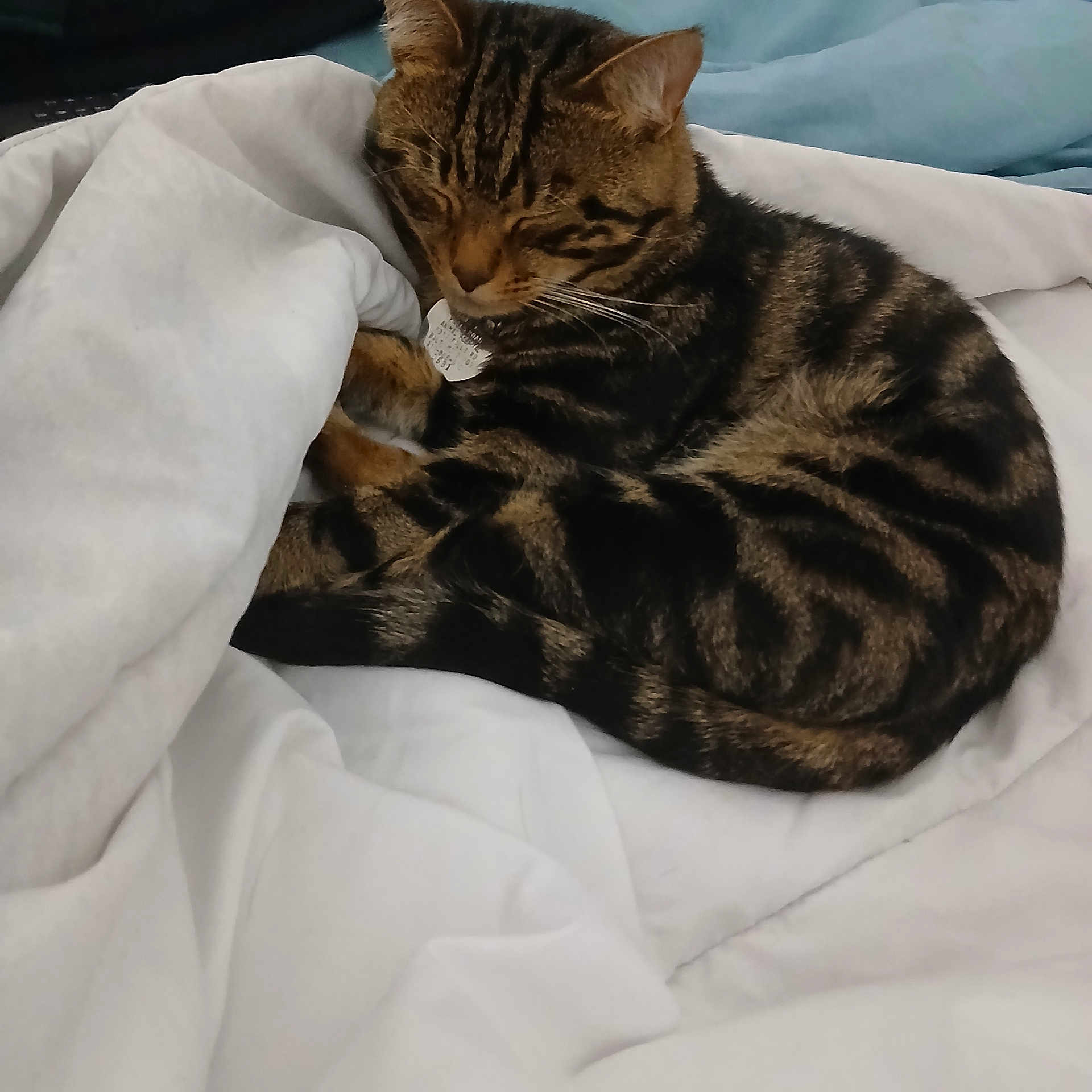 Jenn Salamone is registered to the contest to win money with this photo: animal, bed, blanket, cat, comfortable, cozy, cute, domestic, feline, fur, indoor, nap, pet, relaxing, resting, sleeping, soft, striped, tabby, whiskers