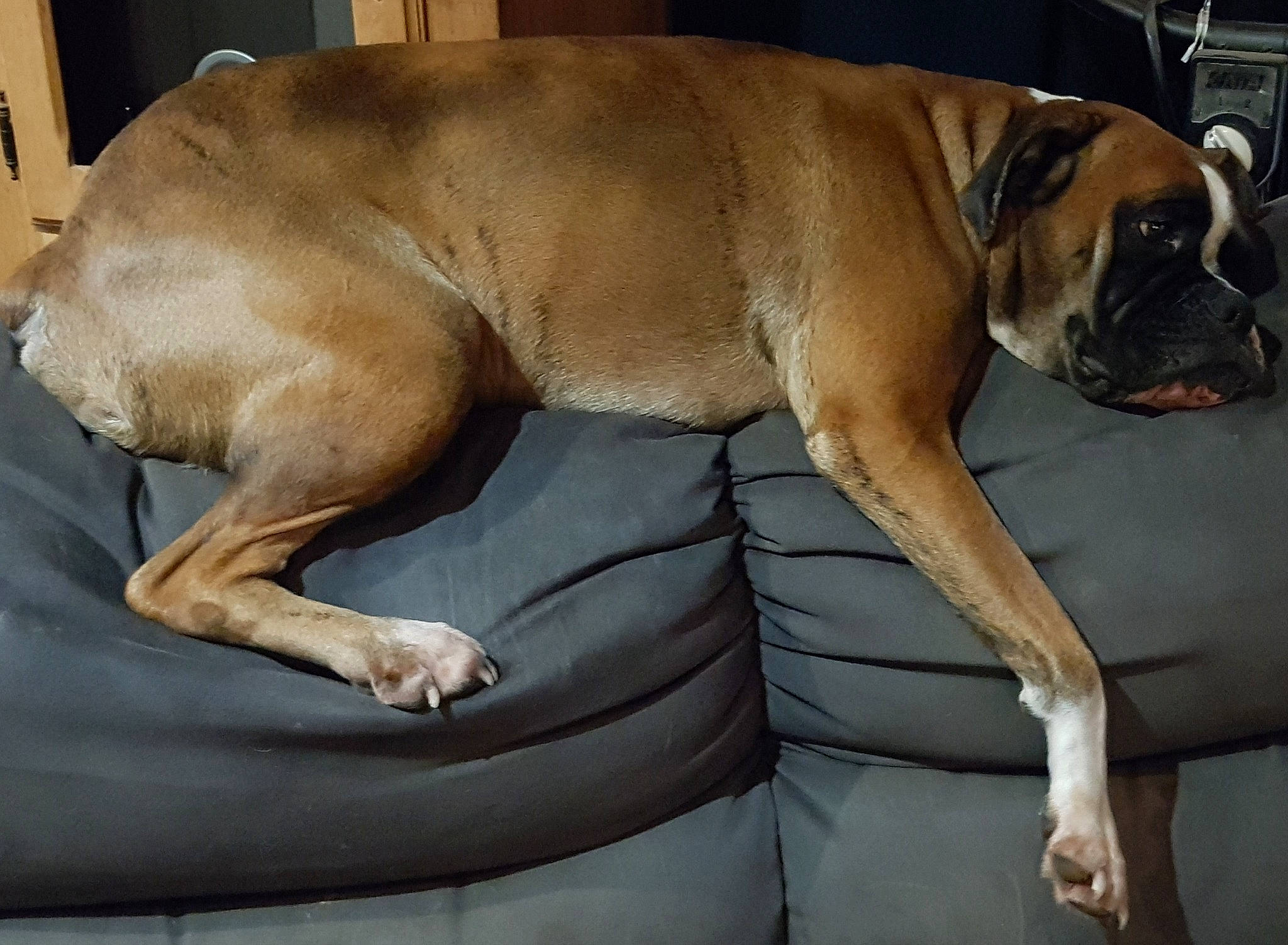 Mailly participe au concours pour gagner de l'argent avec cette photo : bored, boxer, canidae, carnivore, collar, comfort, companion_dog, dog, dog_breed, fawn, guard_dog, paw, snout, sporting_group, tail, terrestrial_animal, whiskers, working_animal, working_dog, wrinkle