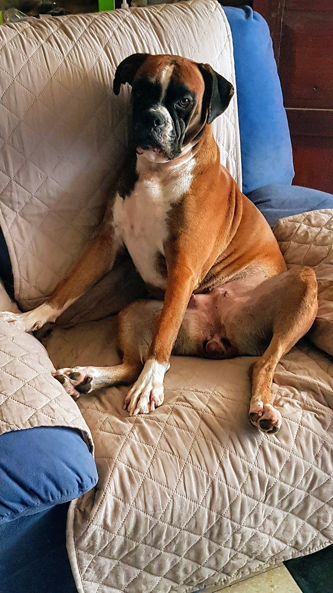 Mailly participe au concours pour gagner de l'argent avec cette photo : bored, boxer, canidae, carnivore, comfort, companion_dog, dog, dog_breed, fawn, liver, mammal, molosser, puppy, snout, sporting_group, toy_dog, whiskers, working_animal, working_dog, wrinkle