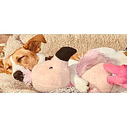 Bocephus is registered to the contest to win money with this photo: dog, sleeping, plush_toy, pink, flamingo, blanket, cozy, nap, cute, pet, fur, animal, relaxing, indoors, soft, comfort, resting, snuggle, adorable, companion