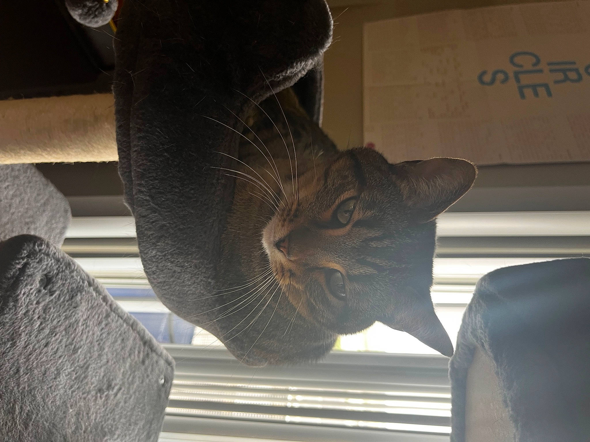 Buttons joined the competition — help win amazing prizes! art, artifact, auto_part, automotive_tire, automotive_wheel_system, cat, chair, felidae, glass, metal, sculpture, small_to_medium_sized_cats, statue, tail, tints_and_shades, tire, visual_arts, wheel, whiskers, wood