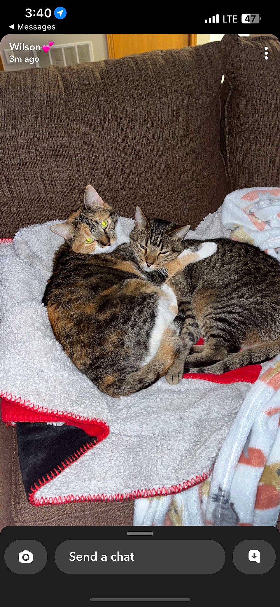 Buttons joined the competition — help win amazing prizes! carnivore, cat, cat_bed, cat_supply, claw, comfort, domestic_short_haired_cat, felidae, fur, linens, nap, paw, sleep, small_to_medium_sized_cats, tail, whiskers