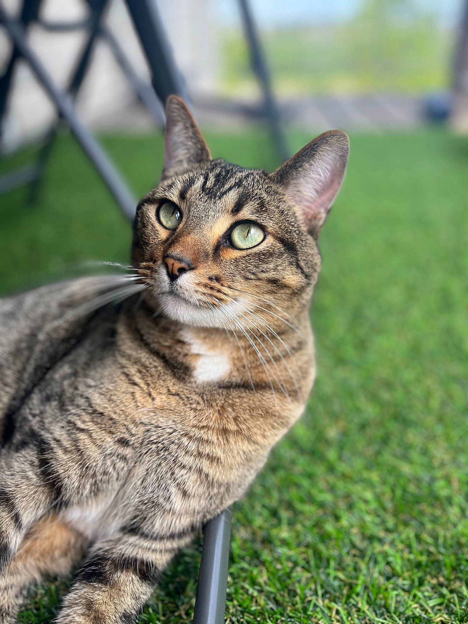 Buttons joined the competition — help win amazing prizes! carnivore, cat, collar, domestic_short_haired_cat, felidae, fence, fur, grass, grassland, lynx, mesh, paw, plant, sitting, small_to_medium_sized_cats, snout, tail, terrestrial_animal, whiskers, wildlife