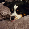 adorable, animal, black, brown, close_up, comfort, couch, cozy, dog, face, fur, indoor, pet, pillow, relaxation, resting, sleeping, texture, tongue_out, white