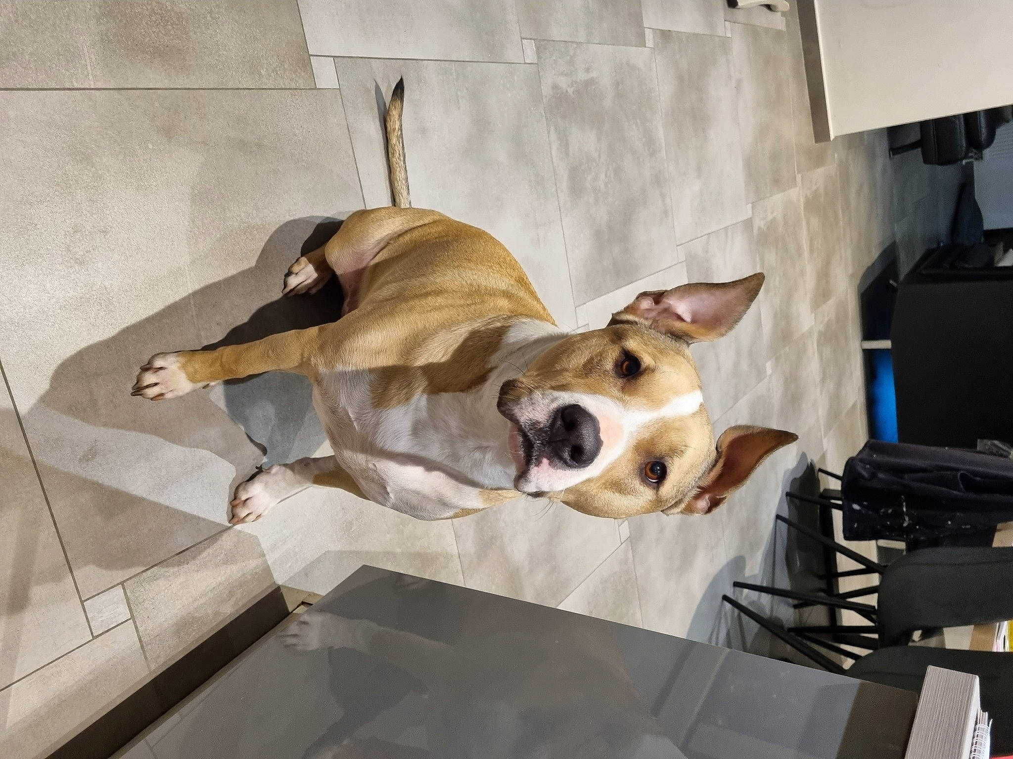 Zarko a rejoint le concours — aidez-le/la à gagner de superbes lots ! art, carnivore, comfort, companion_dog, couch, dog, dog_breed, dog_supply, eyewear, fawn, felidae, floor, flooring, linens, paw, room, television, toy_dog, wood, working_animal