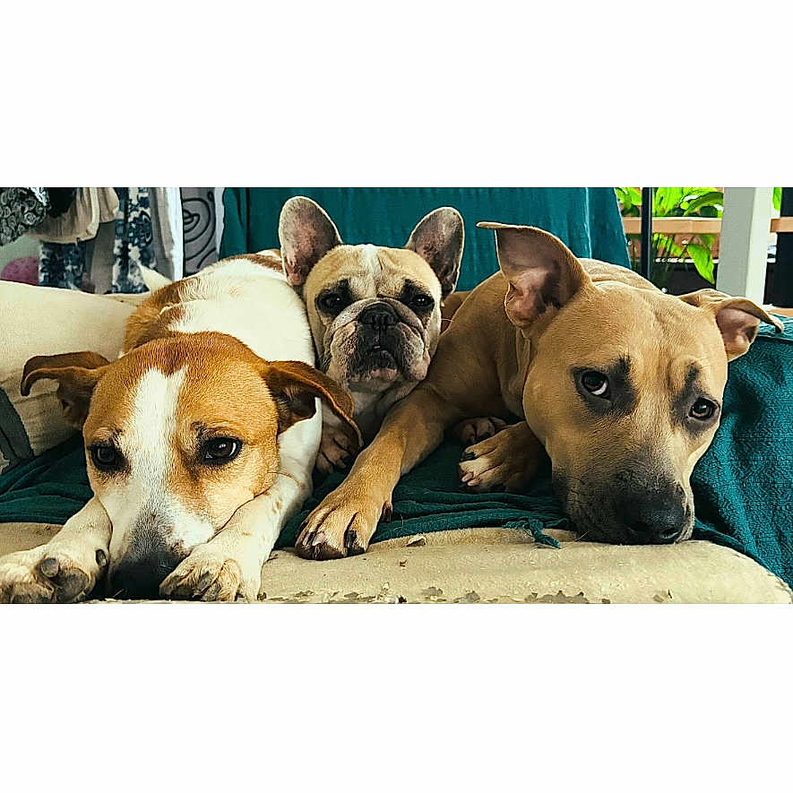 Sunny Oups Et Aloha a rejoint le concours — aidez-le/la à gagner de superbes lots ! dog, lounge, couch, indoor, pet, canine, relaxed, brown, white, face, ears, snout, fur, companion, animal, home, blanket, three, resting, cute