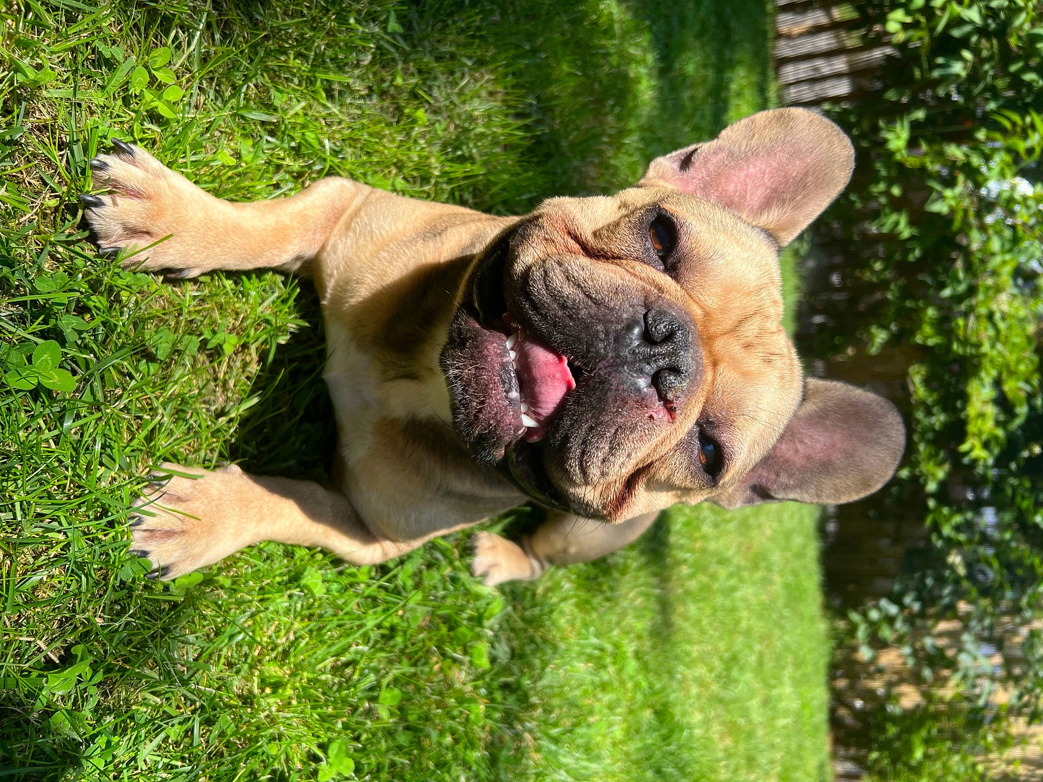 Sky a rejoint le concours — aidez-le/la à gagner de superbes lots ! biting, canidae, carnivore, companion_dog, dog, dog_breed, fawn, grass, liver, non_sporting_group, plant, snout, sporting_group, tail, terrestrial_animal, tree, trunk, wood, working_animal, working_dog