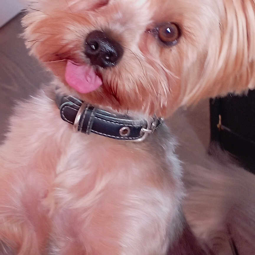 Pollux a rejoint le concours — aidez-le/la à gagner de superbes lots ! accessories, advertisement, affenpinscher, animal, bodypart, book, canine, collar, dog, formalwear, mouth, person, pet, poodle, poster, publication, puppy, strap, terrier, whitedog