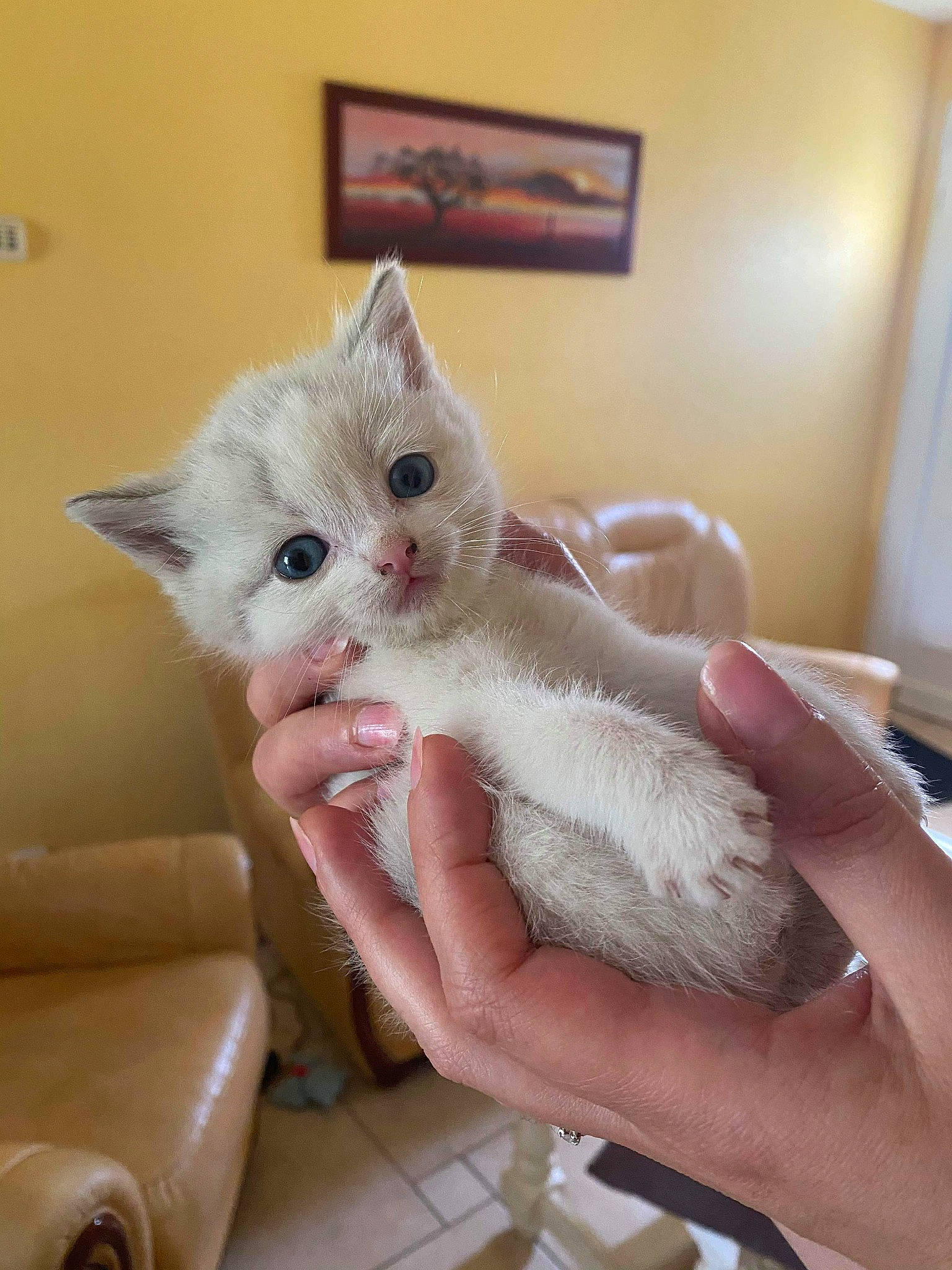 Bao participe au concours pour gagner de l'argent avec cette photo : asian, british_longhair, british_semi_longhair, burmilla, carnivore, cat, domestic_short_haired_cat, fawn, felidae, khao_manee, kitten, mammal, ojos_azules, persian, ragdoll, small_to_medium_sized_cats, turkish_angora, turkish_van, vertebrate, whiskers