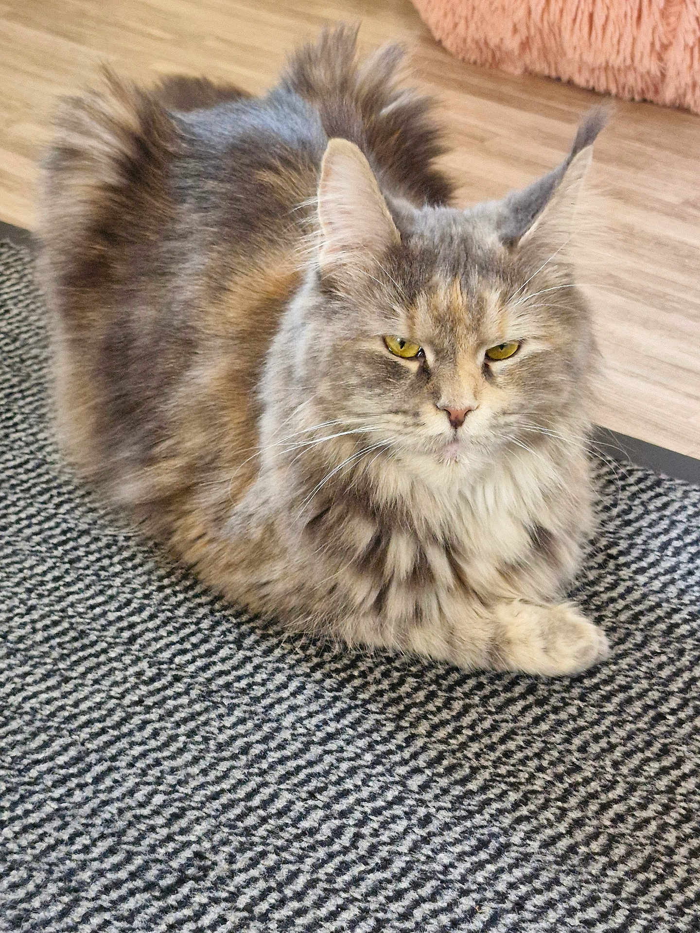Uzzy