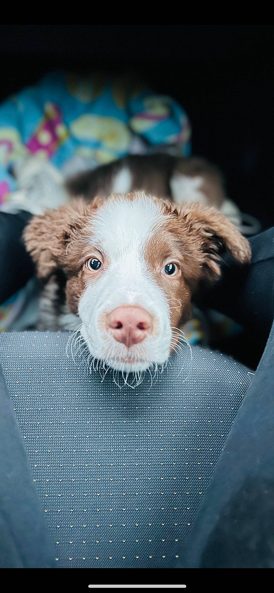 Baloo a rejoint le concours — aidez-le/la à gagner de superbes lots ! canidae, carnivore, companion_dog, dog, dog_breed, fawn, fur, grass, liver, livestock, non_sporting_group, pattern, puppy, snout, sporting_group, suidae, terrestrial_animal, whiskers, working_animal