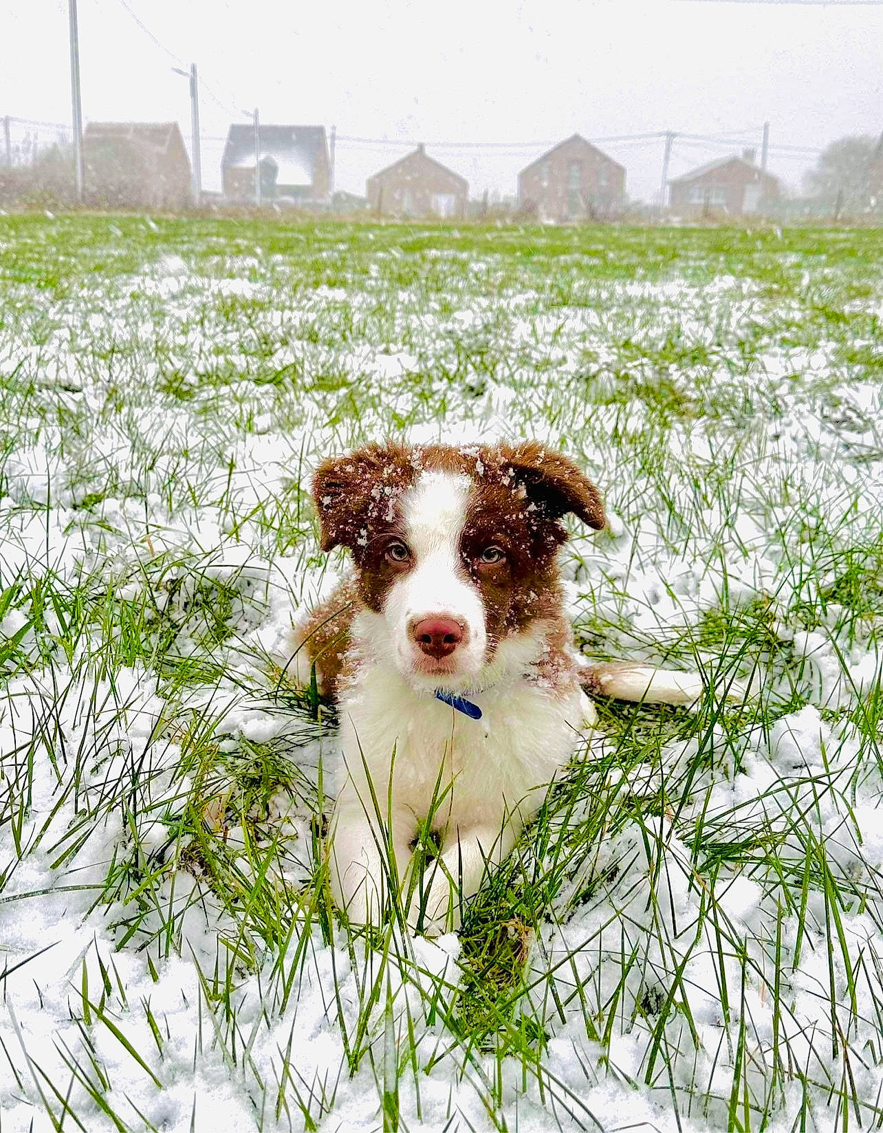 Baloo a rejoint le concours — aidez-le/la à gagner de superbes lots ! canidae, carnivore, companion_dog, dog, dog_breed, dog_collar, field, grass, grass_family, grassland, herding_dog, liver, people_in_nature, plant, sky, snout, snow, sporting_group, winter, working_animal