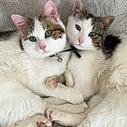 Chat participe au concours pour gagner de l'argent avec cette photo : cat, cats, feline, pet, snuggling, paws, pink_nose, green_eyes, fur, whiskers, collar, bell, close_up, cute, cozy, indoor, resting, companions, animal, domestic_cat