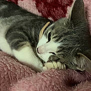 Chat participe au concours pour gagner de l'argent avec cette photo : animal, blanket, cat, closeup, comfort, cozy, cute, feline, floral_pattern, fur, indoor, paw, pet, pink, relaxed, resting, sleeping, soft, tabby, whiskers