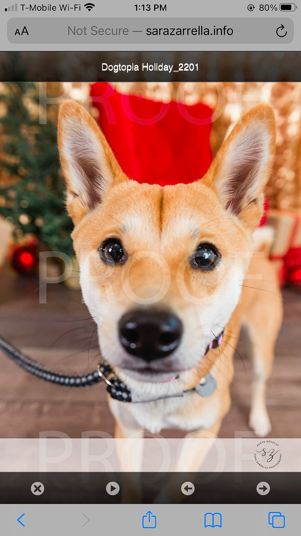 Summer is registered to the contest to win money with this photo: beauty, carnivore, collar, companion_dog, dog, dog_breed, dog_collar, dog_supply, fashion_accessory, fawn, font, fur, photo_caption, screenshot, snapshot, snout, sporting_group, stock_photography, whiskers, working_animal