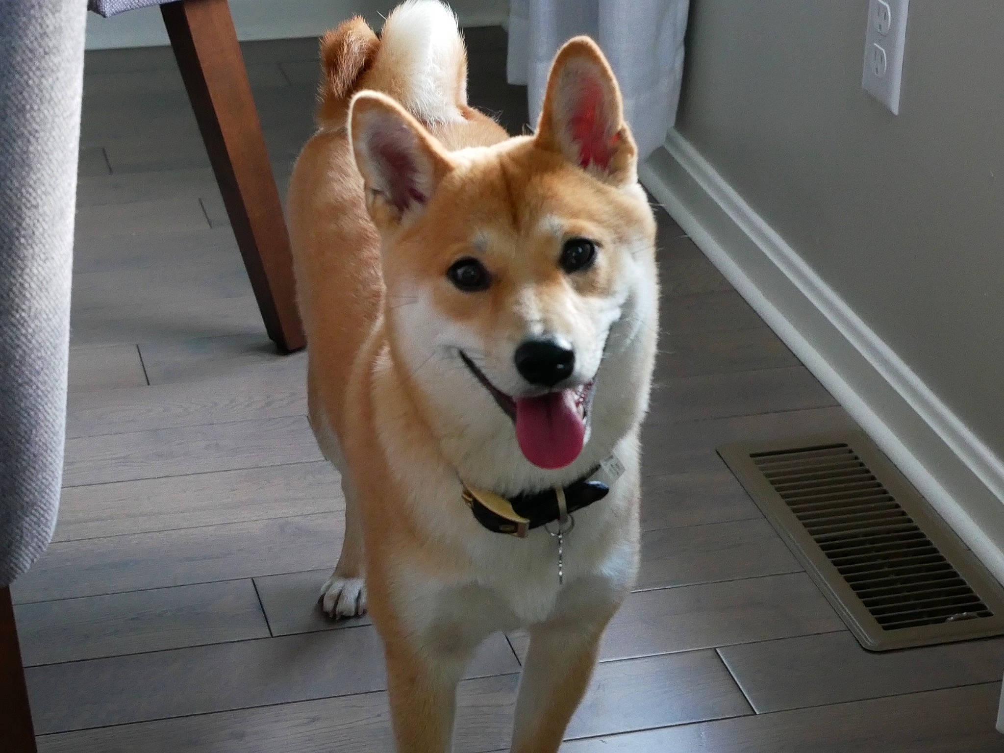 Summer is registered to the contest to win money with this photo: ancient_dog_breeds, canidae, carnivore, collar, companion_dog, dog, dog_breed, dog_supply, fawn, flooring, fur, herding_dog, non_sporting_group, snout, sporting_group, tail, whiskers, wood, working_animal, working_dog