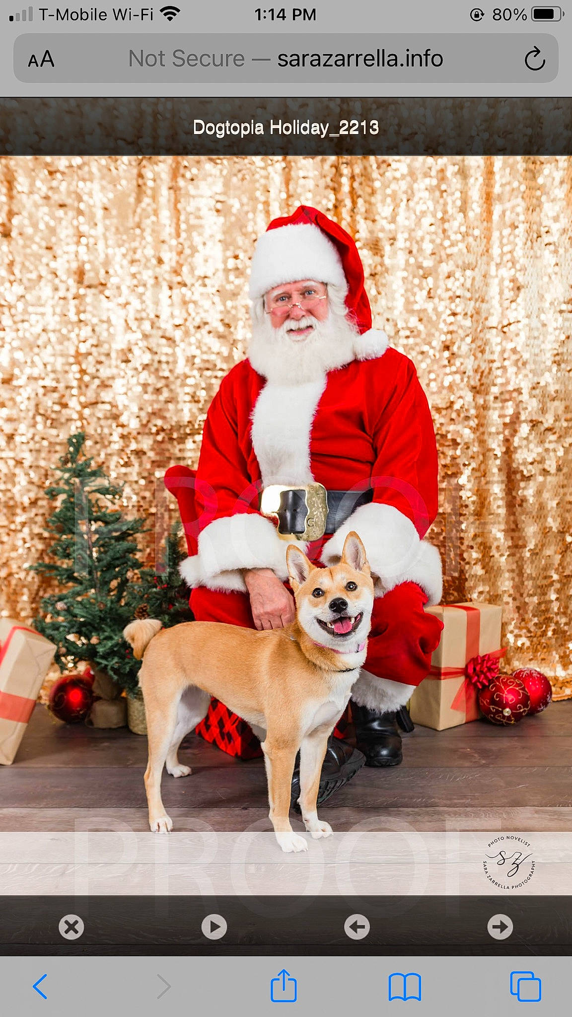 Summer joined the competition — help win amazing prizes! carnivore, christmas, christmas_decoration, christmas_eve, christmas_tree, companion_dog, dog, dog_breed, dog_supply, event, fawn, happy, hat, holiday, lap, mammal, plant, santa_claus, smile, vertebrate